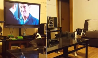 飼い主さんとケンカ中のボストンテリア。映画観賞中の飼い主さんに対して取った、まさかまさかの行動とは！！