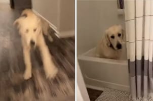 「お風呂大好き！」犬がもの凄い勢いで走っていると思ったら、その行き先は・・・バスタブでした！！