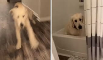 「お風呂大好き!」犬がもの凄い勢いで走っていると思ったら、その行き先は・・・バスタブでした!!