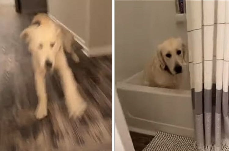 「お風呂大好き！」犬がもの凄い勢いで走っていると思ったら、その行き先は・・・バスタブでした！！