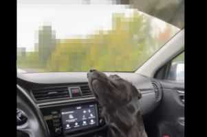 ドライブ中、助手席にいる愛犬は窓の外の『あるもの』を目で追うのにもう夢中みたい！！