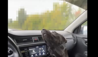 ドライブ中、助手席にいる愛犬は窓の外の『あるもの』を目で追うのにもう夢中みたい!!