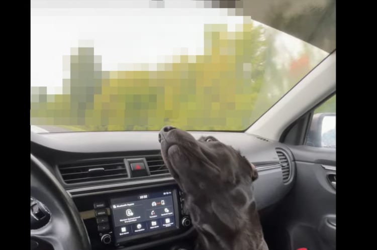 ドライブ中、助手席にいる愛犬は窓の外の『あるもの』を目で追うのにもう夢中みたい！！