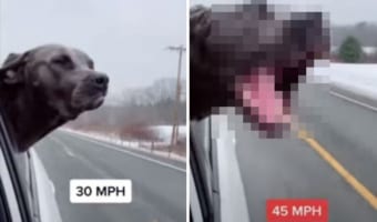 スピードメーターを内蔵してる?!車が加速するごとに窓から頭を出す犬の形相が変わっていきました