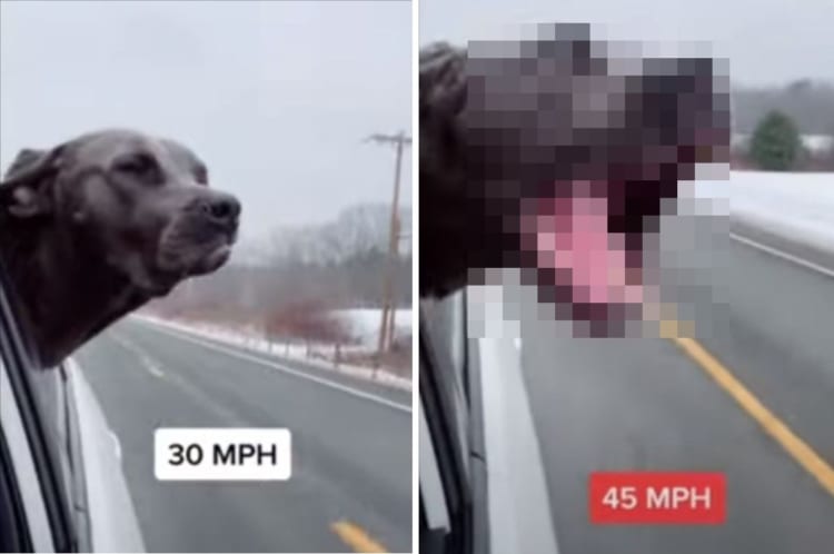 スピードメーターを内蔵してる？！車が加速するごとに窓から頭を出す犬の形相が変わっていきました