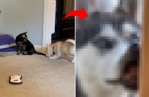 ハスキーの子犬と先住猫が仲良くできるか見守っていたら・・・、最後の最後にカットインしてきた第三者に全部持っていかれました