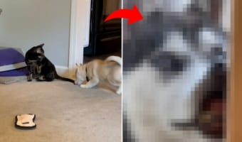 ハスキーの子犬と先住猫が仲良くできるか見守っていたら・・・、最後の最後にカットインしてきた第三者に全部持っていかれました