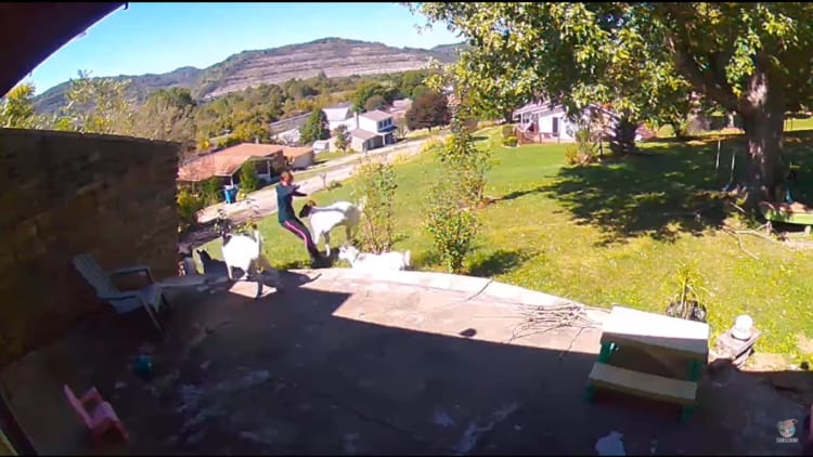 庭木の葉を食べていたヤギ。何を思ったのか・・・突如飼い主さんに向かってジャンピングアタックを見舞わせました！！