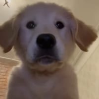 とってもきゃわわ！飼い主さんが置いて行ったスマートフォンにはゴールデン・レトリバーの子犬が自撮りをしている姿が残っていました！