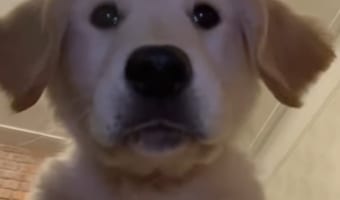 とってもきゃわわ！飼い主さんが置いて行ったスマートフォンにはゴールデン・レトリバーの子犬が自撮りをしている姿が残っていました！