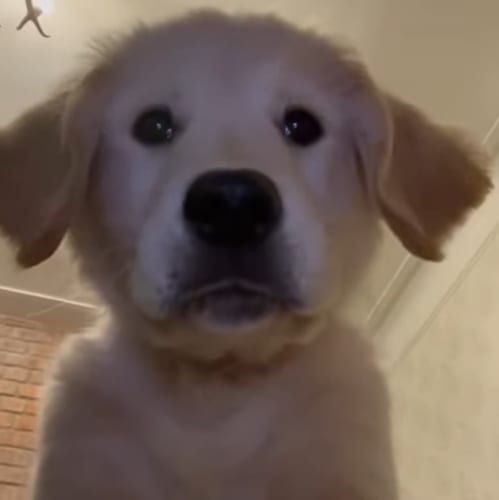 とってもきゃわわ！飼い主さんが置いて行ったスマートフォンにはゴールデン・レトリバーの子犬が自撮りをしている姿が残っていました！