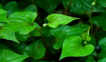 ドクダミは名前に「ドク」ってあるし、独特の臭いがあるし毒性があるの？