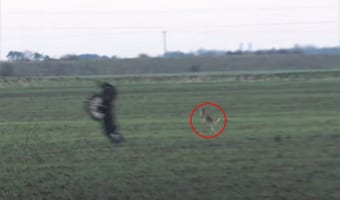 絶体絶命のピンチ！ワシに捕獲されそうになった野ウサギ・・・その時に見せた『まさかの逃げ方』とは？！