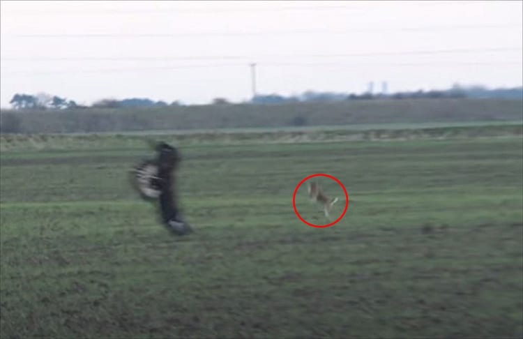 絶体絶命のピンチ！ワシに捕獲されそうになった野ウサギ・・・その時に見せた『まさかの逃げ方』とは？！