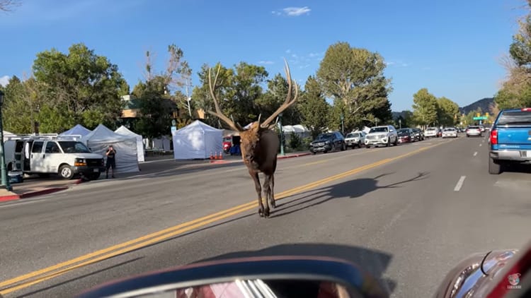 道路上に姿をあらわしたヘラジカ。周囲の車を停車させると、自身は悠々と歩き回っていたのでした！！