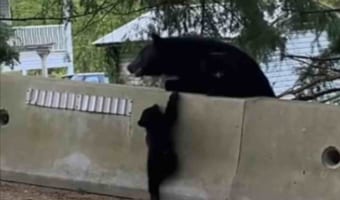 壁を登れないクマのこども。そばにいる親が手助けするのかな？と見ていたら最終的に・・・