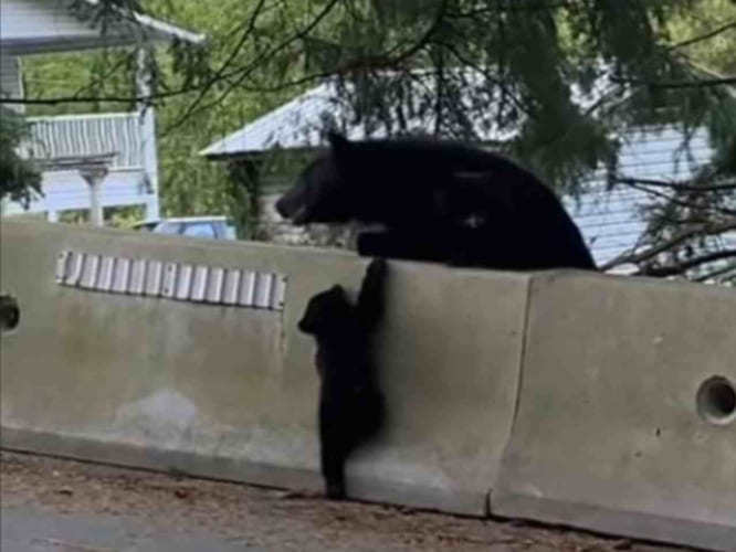 壁を登れないクマのこども。そばにいる親が手助けするのかな？と見ていたら最終的に・・・