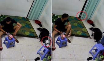 「ごめんニャさい」隣の部屋へ移動する際に扇風機を倒した子猫。ところが、飼い主さんたちからの視線にいたたまれなくなってしまったようで・・・