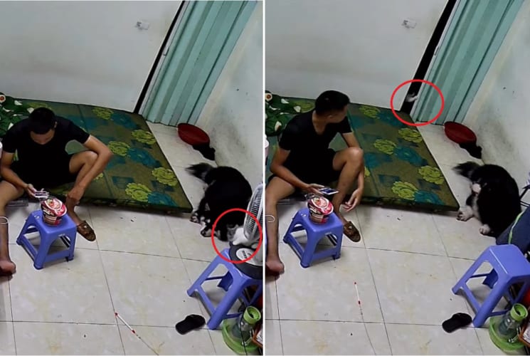 「ごめんニャさい」隣の部屋へ移動する際に扇風機を倒した子猫。ところが、飼い主さんたちからの視線にいたたまれなくなってしまったようで・・・