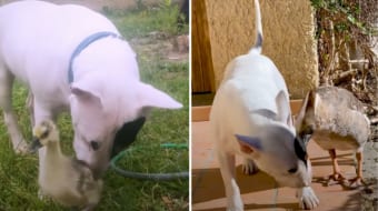 きょうだいのようなガチョウとブルテリア。成長しても仲良しな、その温かくて美しい関係性にグッとくる！