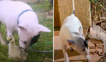 きょうだいのようなガチョウとブルテリア。成長しても仲良しな、その温かくて美しい関係性にグッとくる！