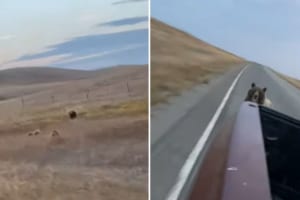 危機一髪すぎる！道路沿いにグリズリーの家族がいるな・・・と思ったら、なんと車にめがけて母クマが突撃してきました！！