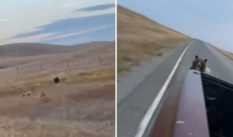 危機一髪すぎる!道路沿いにグリズリーの家族がいるな・・・と思ったら、なんと車にめがけて母クマが突撃してきました!!