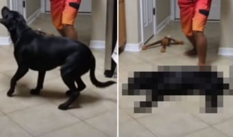 愛犬の名演!飼い主さんが銃を撃った振りをすると、それに乗って凄くリアルな『撃たれた振り』をしてくれました