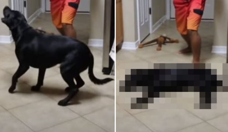 愛犬の名演！飼い主さんが銃を撃った振りをすると、それに乗って凄くリアルな『撃たれた振り』をしてくれました