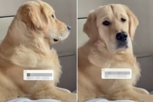 「え？食べさせてくれるの？」飼い主さんの言葉を無視するゴールデンレトリバーも、『好物の名前』にだけは敏感に反応するのでした