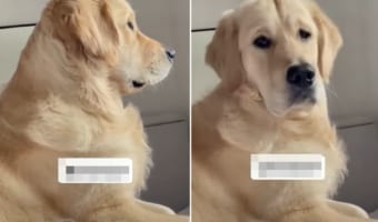 「え？食べさせてくれるの？」飼い主さんの言葉を無視するゴールデンレトリバーも、『好物の名前』にだけは敏感に反応するのでした