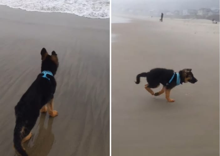 初めて海に来たジャーマンシェパードの子犬。生まれてこのかた見たことのない○○にビックリしたみたいで・・・