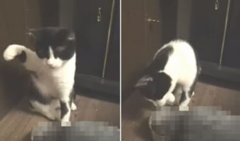 「どいてくれませんかね・・・」とてももどかしそうな猫。ご飯を食べたくても「ある動物」に邪魔されてごはんが食べられません！！