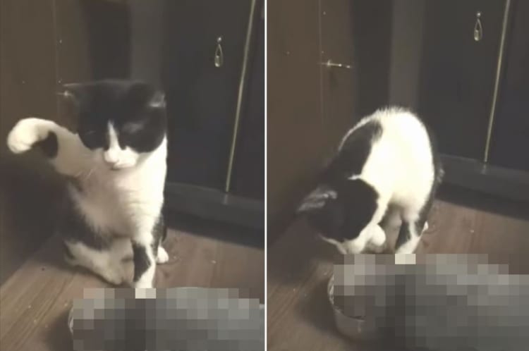 「どいてくれませんかね・・・」とてももどかしそうな猫。ご飯を食べたくても「ある動物」に邪魔されてごはんが食べられません！！