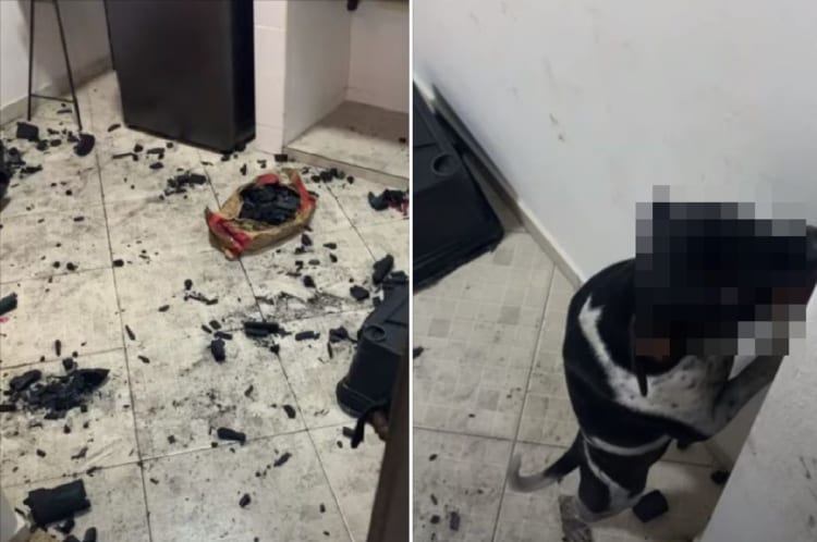 こんな顔されたら許したくなっちゃう！愛犬が部屋を豪快に散らかしたけれど・・・やっちゃった感あふれる態度がかわいすぎる！！