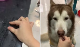 ごっこ遊びに付き合ってくれてる?おやつをあげるふりをする飼い主さんに合わせてモグモグしてくれるハスキー犬