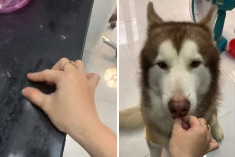 ごっこ遊びに付き合ってくれてる？おやつをあげるふりをする飼い主さんに合わせてモグモグしてくれるハスキー犬