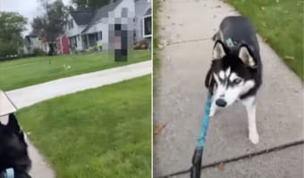 散歩中のハスキー犬がフリーズしちゃった!!その原因となった視線の先にあったものとは?!