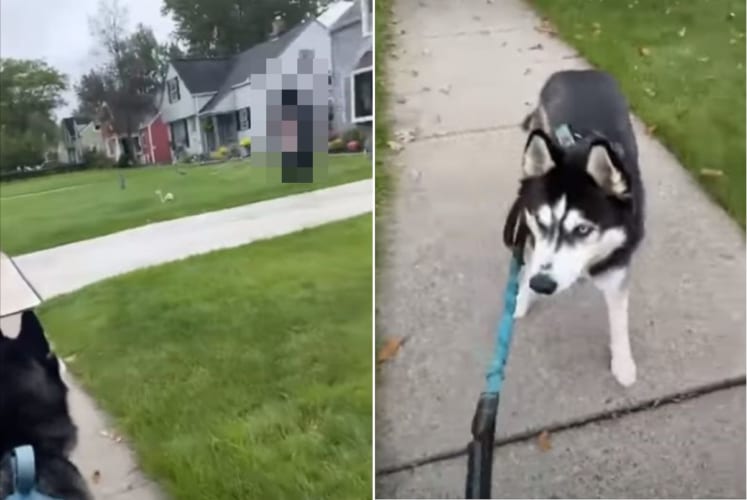 散歩中のハスキー犬がフリーズしちゃった！！その原因となった視線の先にあったものとは？！