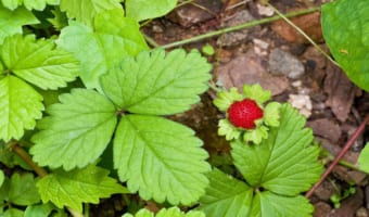 「ヘビイチゴ」って食べれるの?「ドクイチゴ」という呼び名もあるけど無毒なかわいいやつ