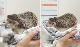「これは私のよ!渡さないわ!!」ハリネズミが獣医さんと繰り広げたのは・・・タオルケットをめぐるバチバチの戦いでした!!