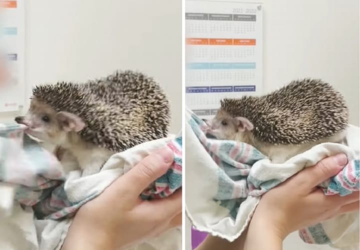 「これは私のよ！渡さないわ！！」ハリネズミが獣医さんと繰り広げたのは・・・タオルケットをめぐるバチバチの戦いでした！！