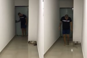 「そろそろかな～」飼い主さんが帰宅したところをワッ！と驚かせたいイタズラっ子な猫の姿が愛らしい