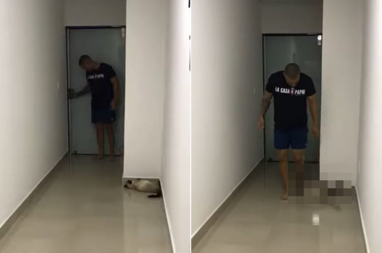 「そろそろかな～」飼い主さんが帰宅したところをワッ！と驚かせたいイタズラっ子な猫の姿が愛らしい