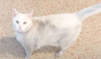 「ひと撫でしていく?」不思議と体を汚して帰って来る愛猫が、実は配達員さんたちのアイドルだったと発覚しました!