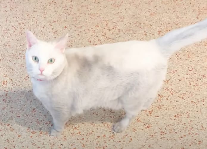 「ひと撫でしていく？」不思議と体を汚して帰って来る愛猫が、実は配達員さんたちのアイドルだったと発覚しました！