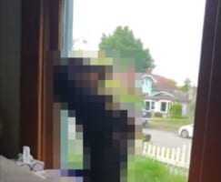 窓の外を眺めるミニチュアダックスフンド、その姿がまるでミーアキャットみたいでかわいい！