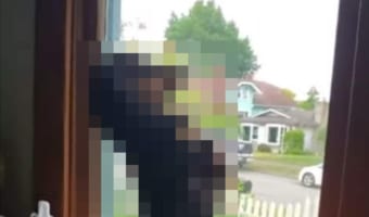 窓の外を眺めるミニチュアダックスフンド、その姿がまるでミーアキャットみたいでかわいい！