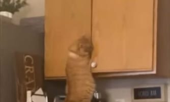 「今からおやつを食べる、そう絶対にだ！」おやつが食べたいという愛猫の食欲への執着と共に賢さを感じる瞬間を目撃しました