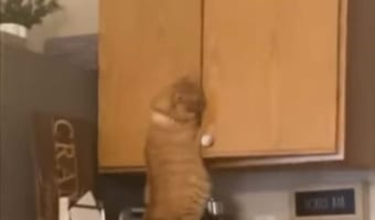 「今からおやつを食べる、そう絶対にだ！」おやつが食べたいという愛猫の食欲への執着と共に賢さを感じる瞬間を目撃しました